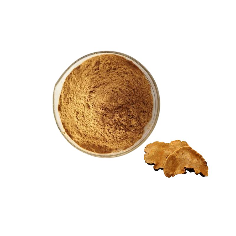 Common Phellinus Fungus Powder